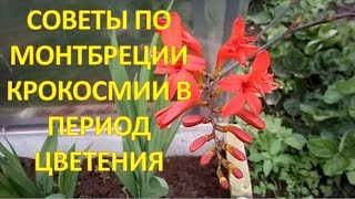 Советы по выращиванию монтбреции (крокосмии) в августе. Как выращивать монтбрецию.