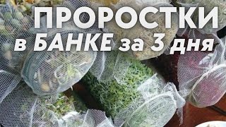 Ростки за 3 дня  в банке ! простая  пошаговая технология проращивания Зеленый шеф  микрозелень