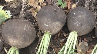 Как я выращиваю редьку