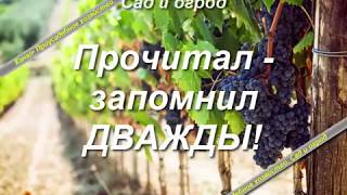 Виноград кишмиш особенности посадки и ухода.