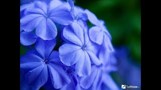 Плюмбаго (Свинчатка)