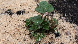 Чем подкормить клубнику после зимы  Биогумус – лучшее удобрение