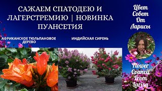 САЖАЕМ СПАТОДЕЮ И ЛАГЕРСТРЕМИЮ | НОВИНКА ПУАНСЕТИЯ 4К