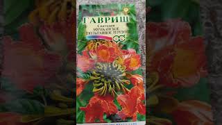необычные семена!сажаю тюльпанное дерево