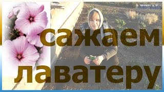 Как сеять лаватеру Как посадить лаватеру Как правильно посадить лаватеру