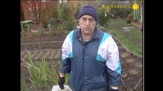 Монтбреция зимует