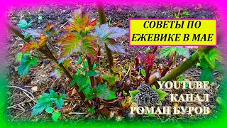 ЧЕТЫРЕ полезных совета по ЕЖЕВИКЕ в мае. Как выращивать ежевику в мае. Выращивание ежевики.