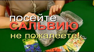 ПОСЕВ САЛЬВИИ НА РАССАДУ. Сезон 2020. СОВЕТЫ от ЗЕЛЕНОГО ОГОРОДА!