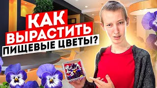 Пищевые цветы Виолы это легко!? Как вырастить пищевые цветы?