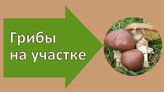 Выращиваем грибы на участке маслята