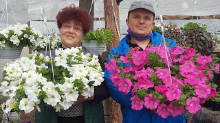 Ампельная петуния будет самой пышной! Всё, что с ней нужно сделать.
