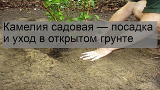 Камелия садовая — посадка и уход в открытом грунте