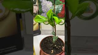Как вырастить Камелию из черенка #shorts
