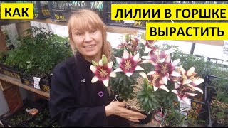 Лилии в горшке. Как вырастить?