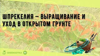 Шпрекелия — выращивание и уход в открытом грунте
