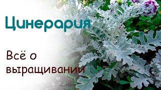 Всё о выращивании цинерарии из семян