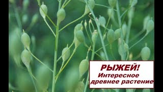 РЫЖЕЙ! ДРЕВНЕЕ РАСТЕНИЕ! Используем для творчества!