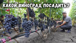 Какой виноград посадить?