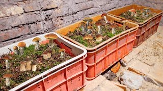 Как вырастить много белых грибов в своем подвале