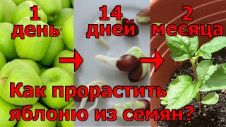 КАК ВЫРАСТИТЬ ИЗ СЕМЕЧЕК ЛЮБОГО ЯБЛОКА - ЯБЛОНИ. ОТ ЯБЛОКА ДО РОСТКА ЗА МЕСЯЦ.