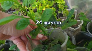 Черенкование СИРЕНИ: секреты+результат