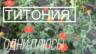 ЗАСУХОУСТОЙЧИВЫЕ Однолетники. ТИТОНИЯ . Яркое Чудо