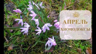 АПРЕЛЬ/ХИОНОДОКСЫ И ПУШКИНИИ/ЛУКОВИЧНЫЕ ЦВЕТЫ