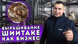 ШИИТАКЕ В ПОДВАЛЕ | Делу Время