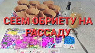 ВЫРАСТИТЬ ОБРИЕТУ ИЗ СЕМЯН ОЧЕНЬ ЛЕГКО. ПОКАЗЫВАЮ ПРОВЕРЕННЫЙ СПОСОБ.
