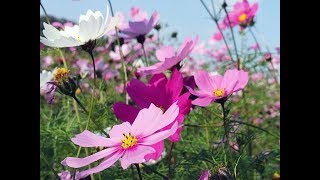 СЕКРЕТЫ ПОСЕВА КОСМЕИ