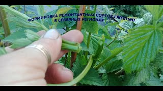Формировка ремонтантных сортов ежевики для северных регионов.