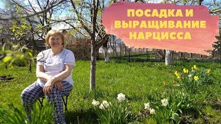 ПОСАДКА И ВЫРАЩИВАНИЕ НАРЦИССА