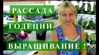 РАССАДА ГОДЕЦИИ ! ВЫРАЩИВАНИЕ В ДОМАШНИХ УСЛОВИЯХ!