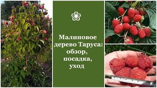 ❀ Малиновое дерево Таруса: обзор, посадка и уход