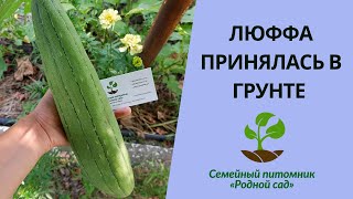 Рассада люффы. Как вырастить натуральную мочалку на грядке.