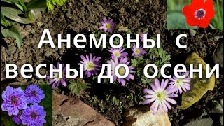 Анемоны в саду: сорта от самых ранних до самых поздних