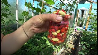 Стоит ли выращивать землянику в теплице?