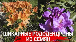 Шикарные рододендроны из семян