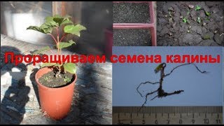 Размножение калины семенами. Стратификация семян калины