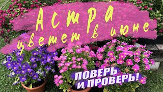 Цветущие Астры в Июне.