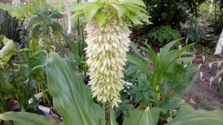 Эвкомис  Eucomis Bicolor.  #мойсад #эвкомис #2017