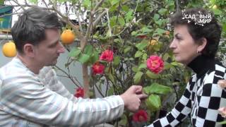 Как вырастить камелию дома. Сайт Садовый мир"