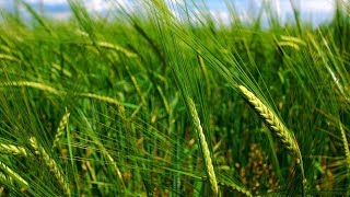 Выращивание ячменя как бизнес идея