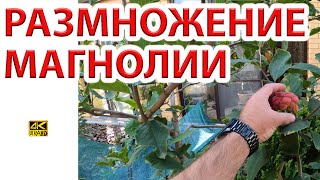 Как размножать Магнолию. Семена, черенки, отводки.