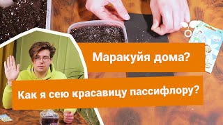 Как выращивать пассифлору в домашних условиях?