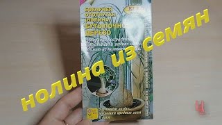 как вырастить нолину из семян | бутылочное дерево из семян