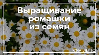 Выращивание ромашки из семян | toNature.info
