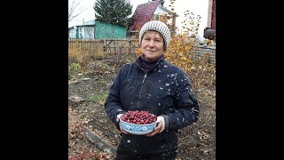Выращивание клюквы на даче