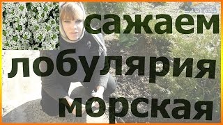 Как посадить лобулярию Сеем лобулярию Как сажать лобулярию уход посадка выращивание