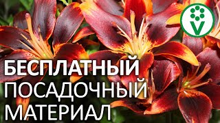 САМЫЙ ПРОСТОЙ СПОСОБ РАЗМНОЖИТЬ ЛИЛИИ. Размножение стеблевыми бульбочками